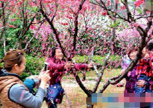 桃花雨今日头条,探寻春日浪漫，共赏花雨飘渺