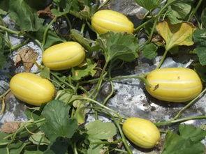 民乐街吃瓜,吃瓜群众的美食盛宴