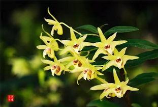 游客爆料石斛的视频,石斛生长奇观，视频记录大自然的神奇魅力