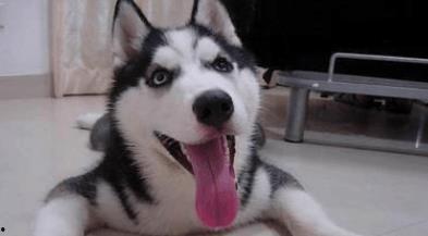 什么明星养哈士奇,揭秘哈士奇背后的明星主人