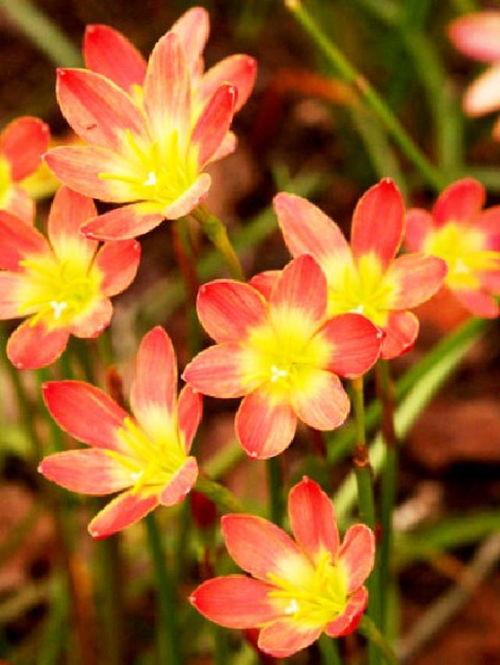 看日料的心情说说句子搞笑,日料时光里的欢乐瞬间