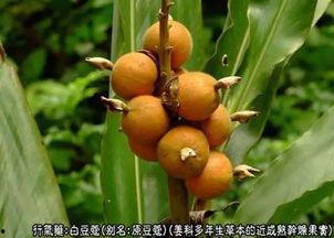 吃中药期间可以王瓜