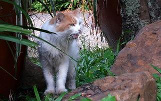 网红小猫和小鸟视频,网红小猫与小鸟的欢乐时光